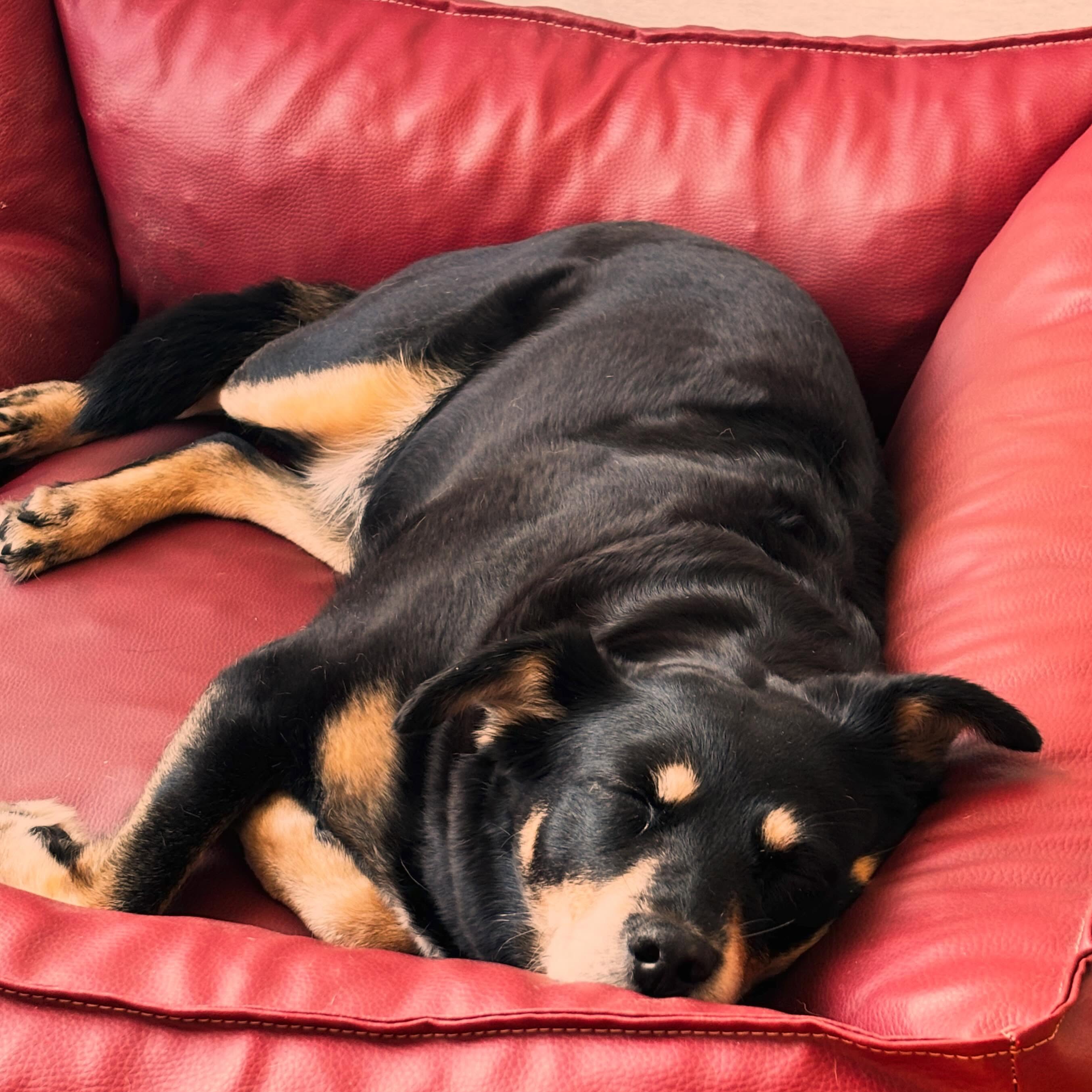 Agenturhund Emma ist reif fürs Wochenende ☺️ #agenturhund #literaturagenturlh #wochenende
