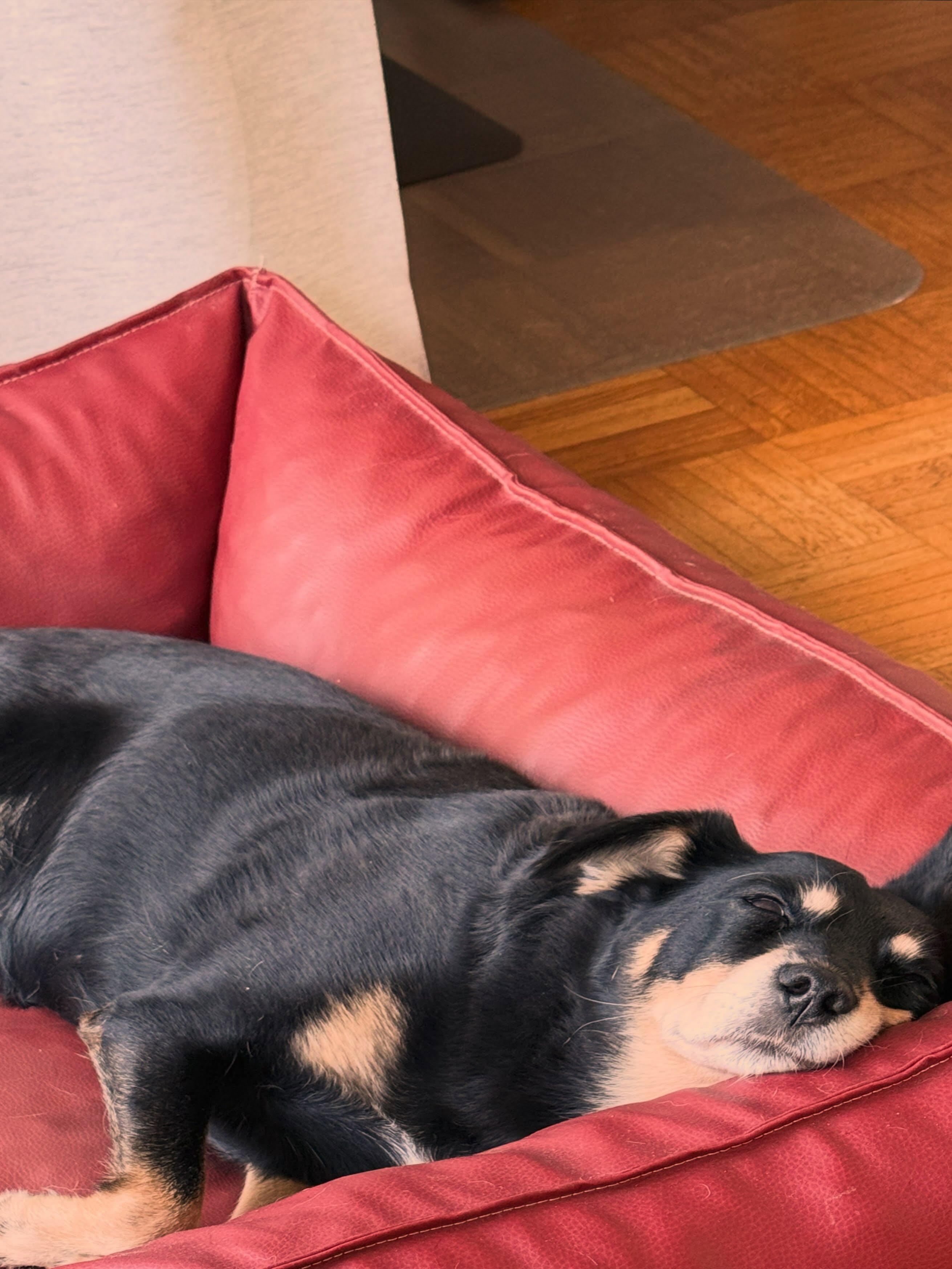 Agenturhund Emma und ich wünschen euch einen entspannten Sonntag ☺️📖🛋️ #literaturagenturlh #sonntag #lesezeit #agenturhund