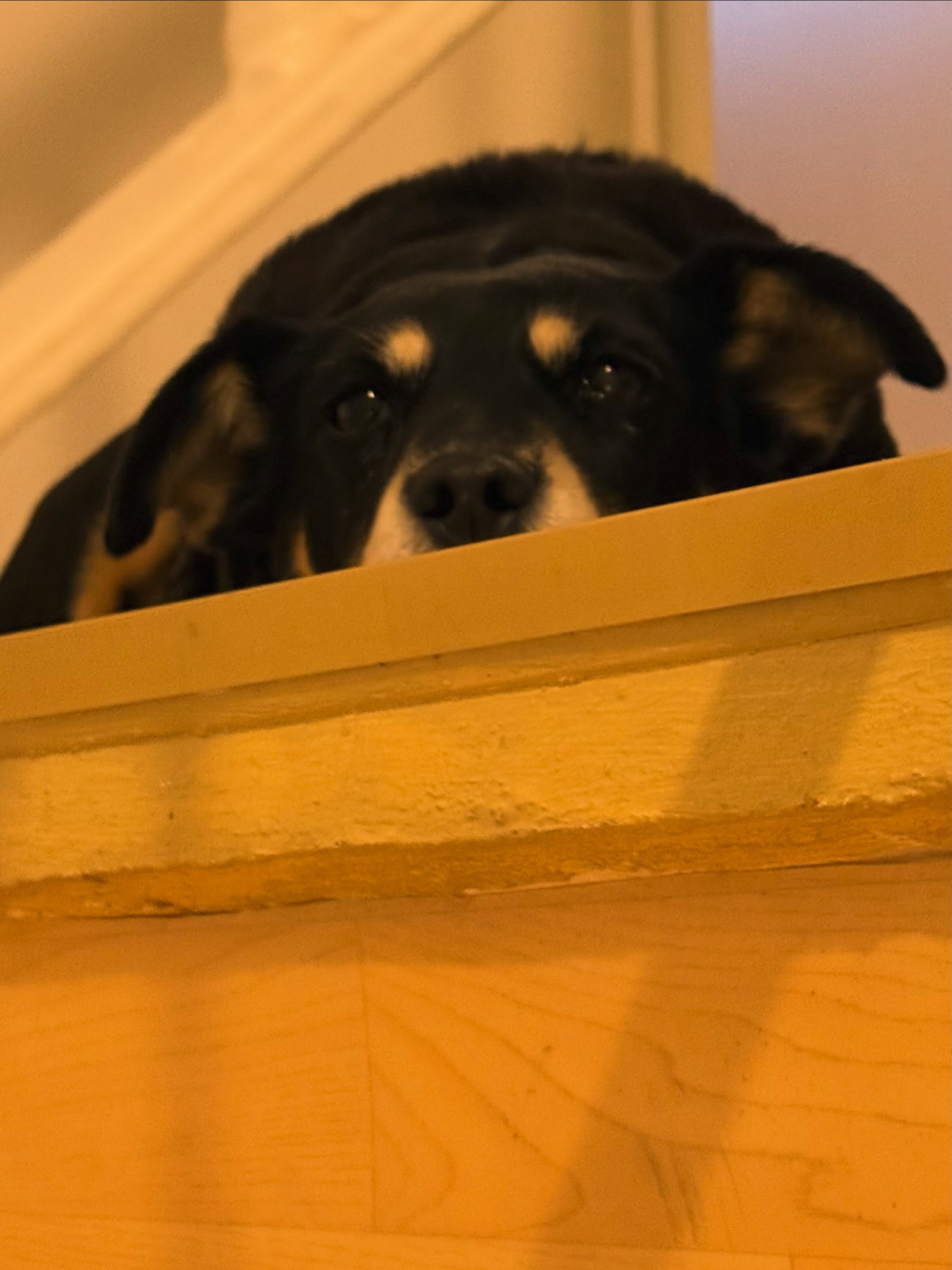 Während ich mich auf den Weg nach Frankfurt zur Buchmesse mache, hält Agenturhund Emma zu Hause die Stellung. 🥰🐕‍🦺 #literaturagenturlh #buchmesse #frankfurt #frankfurterbuchmesse #hundeliebe